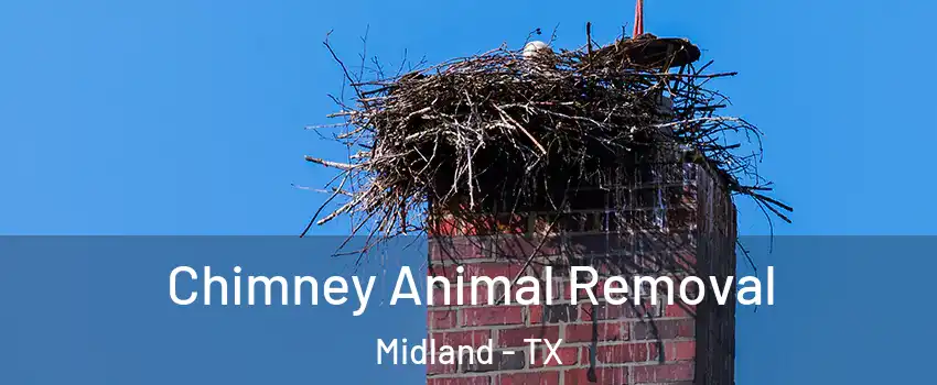 Chimney Animal Removal Midland - TX